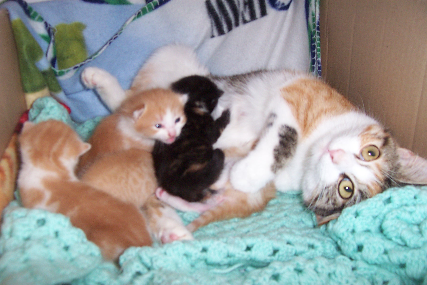 mum and babies